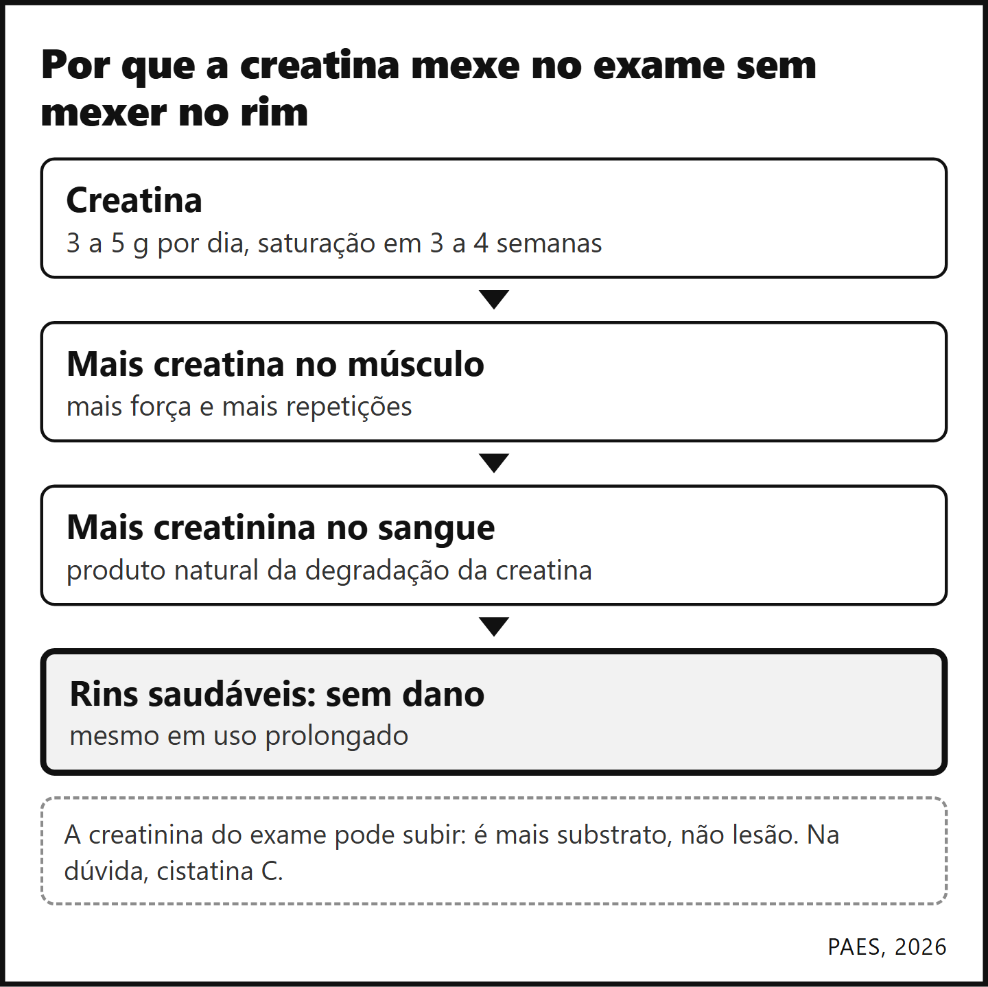 Creatina e creatinina: O exame sobe porque há mais substrato, sem lesão nos rins saudáveis